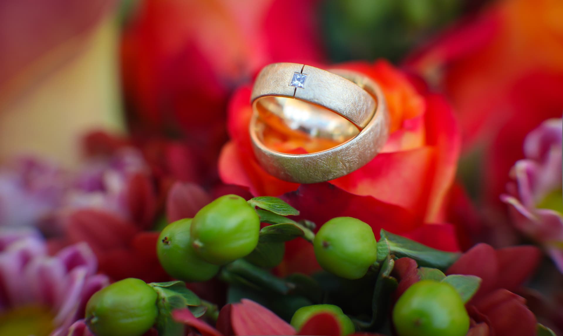 Makroaufnahme zweier Eheringe auf roten Rosen
